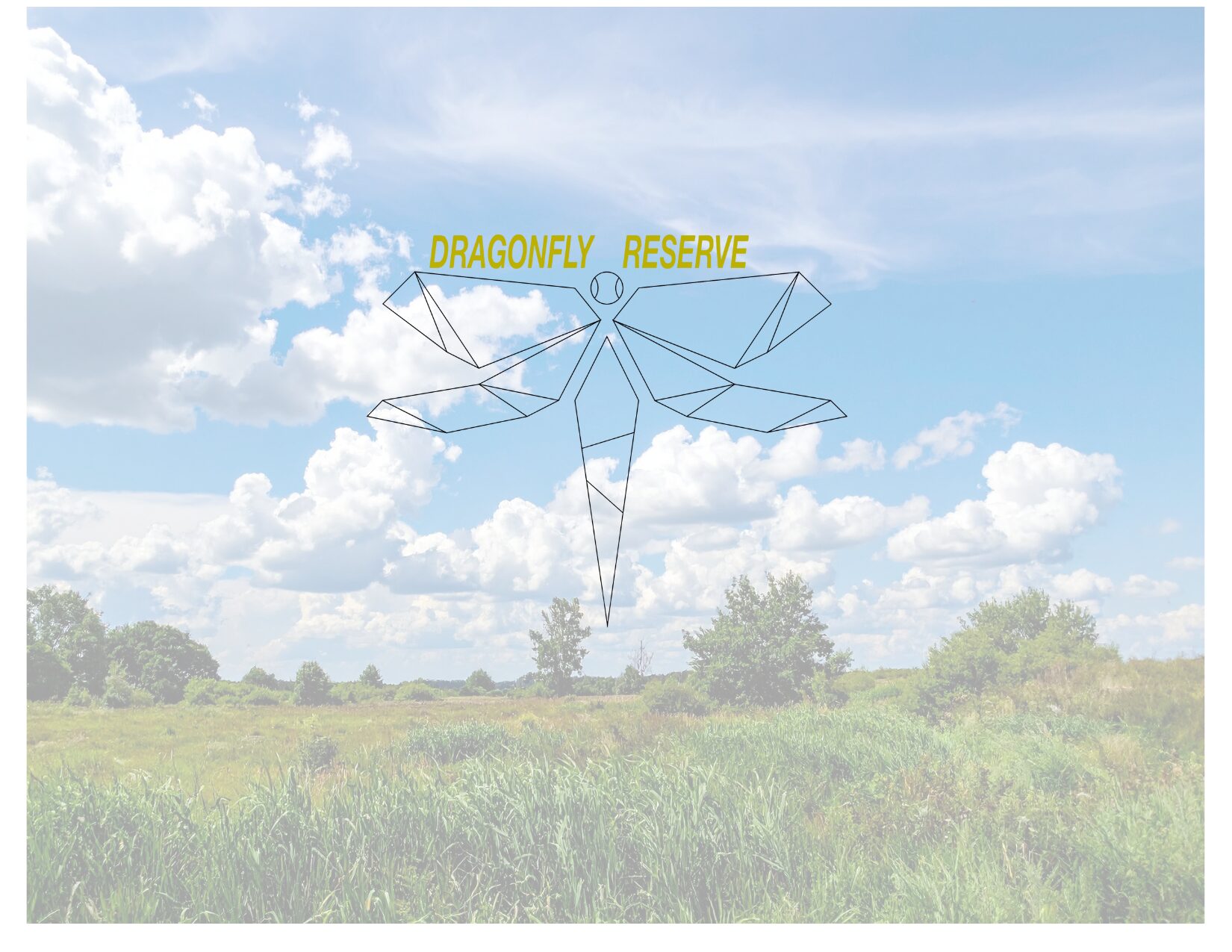 dragonfly_res_splashField